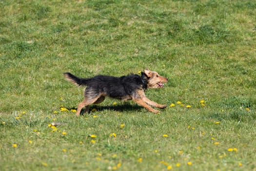 A dog runs on the green lawn and has learned to properly retrieve a rubber ball.
