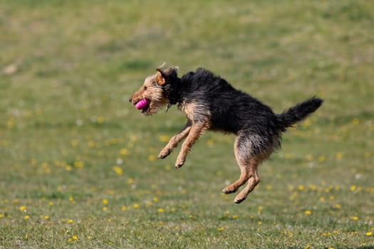 On the green catwalk, the dog trains hard jumps to catch the ball.