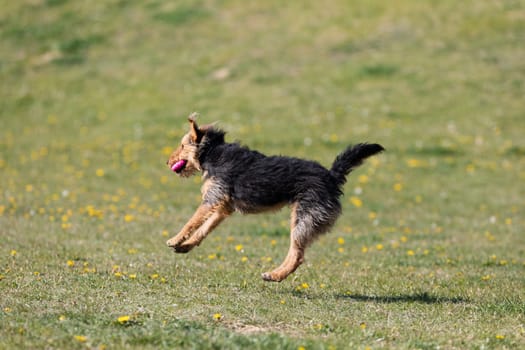 On the green catwalk, the dog trains hard jumps to catch the ball.