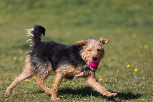 The dog after catching a small ball returns to the master on the green lawn.