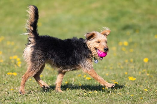 The dog after catching a small ball returns to the master on the green lawn.