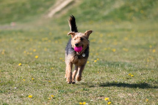The dog after catching a small ball returns to the master on the green lawn.