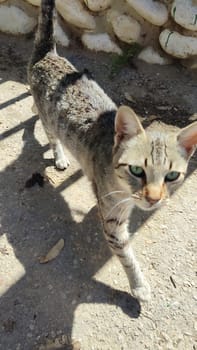 stray cat walking on the street, animals, pet. High quality photo