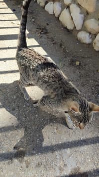 stray cat walking on the street, animals, pet. High quality photo