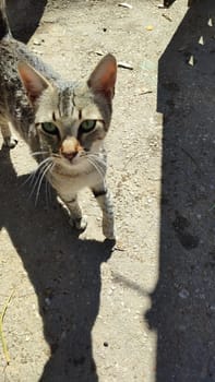 stray cat walking on the street, animals, pet. High quality photo