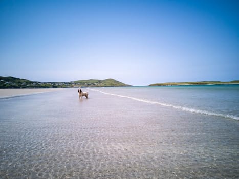 Dog at the beautiful clear water at Narin Strand in County Donegal - Ireland