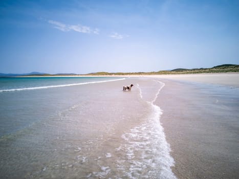 Dog at the beautiful clear water at Narin Strand in County Donegal - Ireland