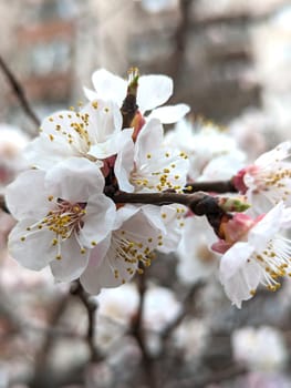 A closeup shot of a cherry blossom branch with white petals, showcasing the beauty of a flowering plant in a natural landscape