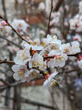 A closeup shot of a cherry blossom branch with white petals, showcasing the beauty of a flowering plant in a natural landscape