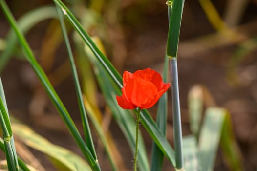 One bright red poppy in the middle of young wheat field with blue sky on a summer day 4