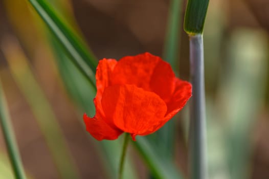 One bright red poppy in the middle of young wheat field with blue sky on a summer day 3