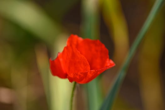 One bright red poppy in the middle of young wheat field with blue sky on a summer day 2
