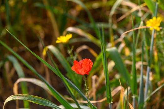 Red poppy flower in the middle of a field of green spikelets 3