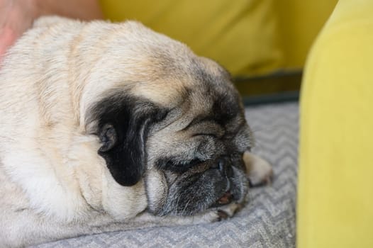 Old pug dog sleeping in the sun. 1
