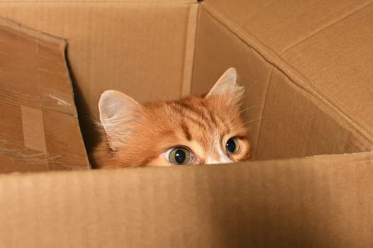 A ginger cat, hidden in a cardboard box, carefully and warily watches the target from a hiding place. Close-up.