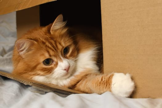 A ginger cat lying down plays from a cardboard box. Close-up