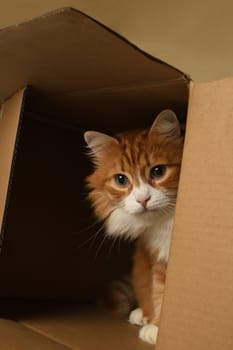 A red cat curiously looks out and watches from a cardboard box. Close-up