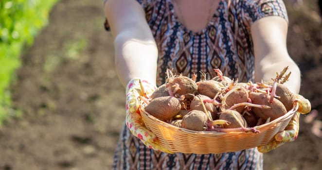 Hand planting potato tubers into the ground. Early spring preparations for the garden season.