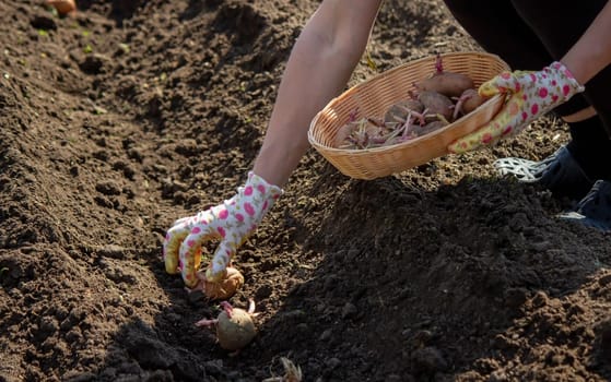 Hand planting potato tubers into the ground. Early spring preparations for the garden season.