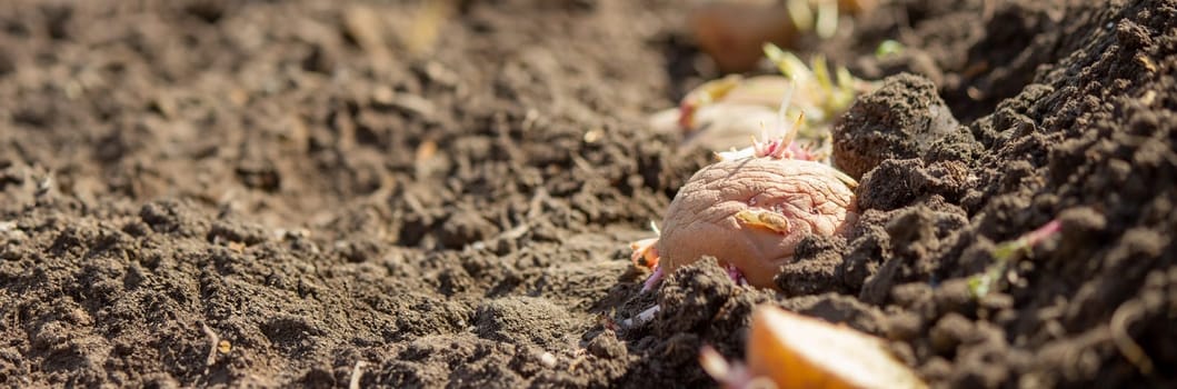 Hand planting potato tubers into the ground. Early spring preparations for the garden season.