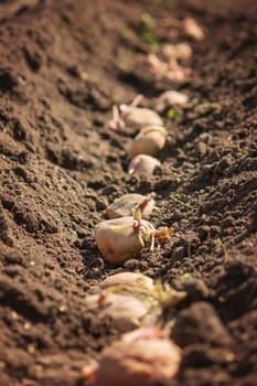 Hand planting potato tubers into the ground. Early spring preparations for the garden season.