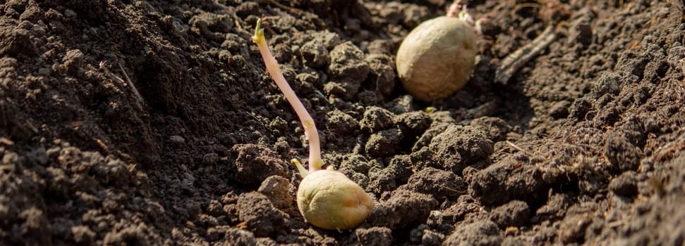 Hand planting potato tubers into the ground. Early spring preparations for the garden season.