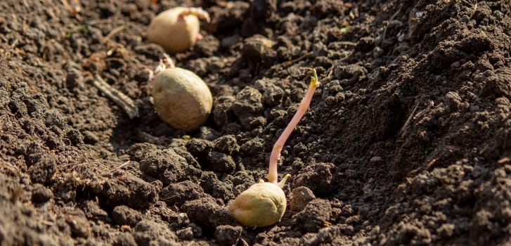 Hand planting potato tubers into the ground. Early spring preparations for the garden season.