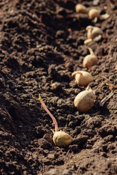 Hand planting potato tubers into the ground. Early spring preparations for the garden season.