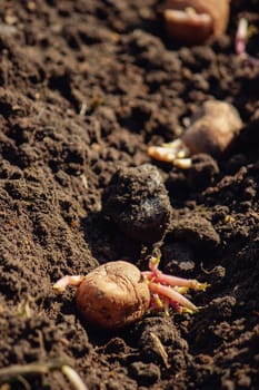 Hand planting potato tubers into the ground. Early spring preparations for the garden season.