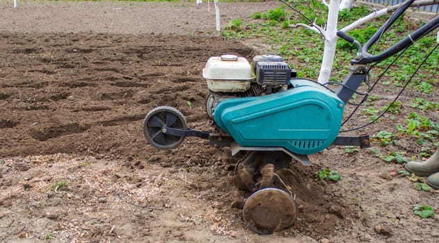 a male farmer works in the field on a walk behind a walk-behind tractor, plows the land with a plow.