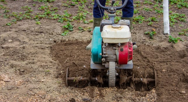 a male farmer works in the field on a walk behind a walk-behind tractor, plows the land with a plow.