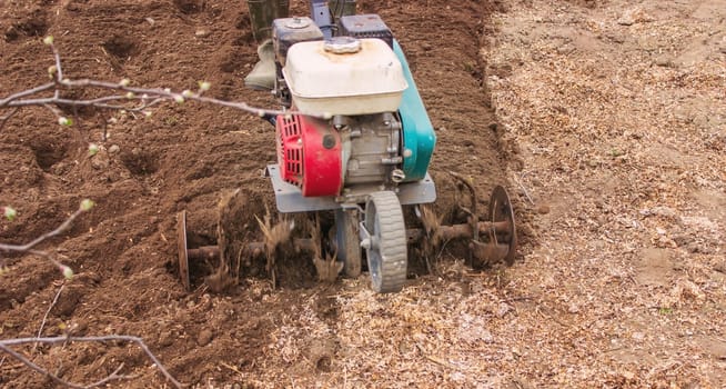 a male farmer works in the field on a walk behind a walk-behind tractor, plows the land with a plow.