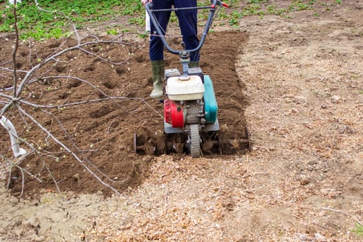 a male farmer works in the field on a walk behind a walk-behind tractor, plows the land with a plow.