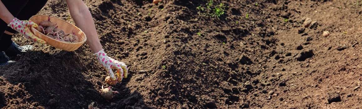 Hand planting potato tubers into the ground. Early spring preparations for the garden season.