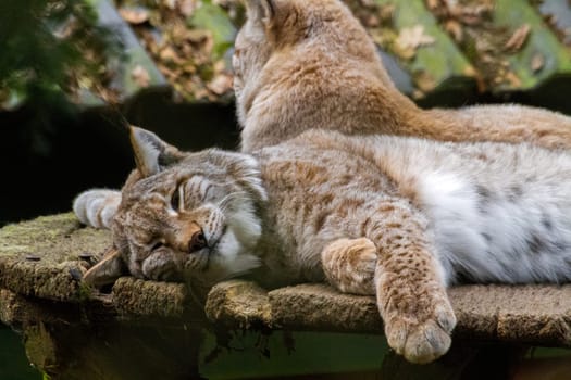 Beautiful eurasian lynx sleeping in the cage of zoo. High quality photo