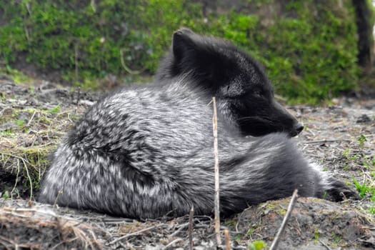 Silver fox sleep in nature. High quality photo