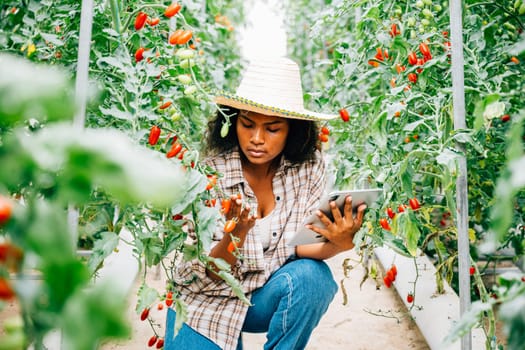Smart farming with a woman farmer checking organic tomatoes on a digital tablet in the greenhouse. Owner smiles while examining vegetables, showcasing innovation in agriculture.
