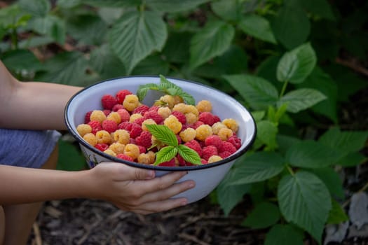 little boy eats raspberries on the background of the garden. Selective focus.