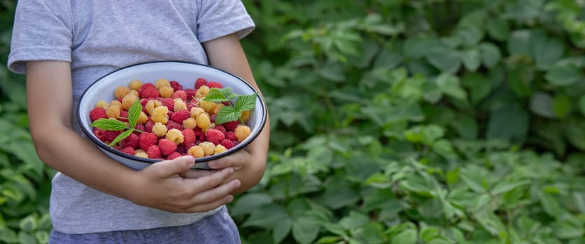 little boy eats raspberries on the background of the garden. Selective focus.
