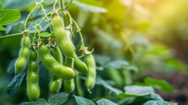 A bunch of green beans hanging from a plant in the sun