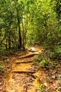 Tropical jungle and forest hiking trails through nature to the mountain peak in Chiang Mai Amphoe Mueang Chiang Mai Thailand in Southeastasia Asia.