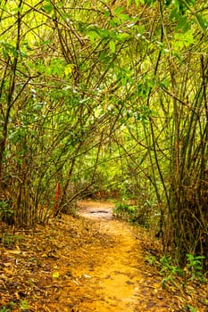 Tropical jungle and forest hiking trails through nature to the mountain peak in Chiang Mai Amphoe Mueang Chiang Mai Thailand in Southeastasia Asia.