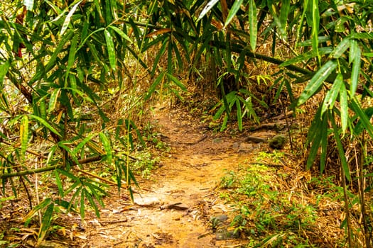 Tropical jungle and forest hiking trails through nature to the mountain peak in Chiang Mai Amphoe Mueang Chiang Mai Thailand in Southeastasia Asia.