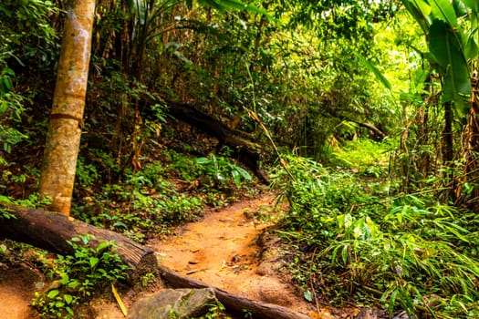 Tropical jungle and forest hiking trails through nature to the mountain peak in Chiang Mai Amphoe Mueang Chiang Mai Thailand in Southeastasia Asia.