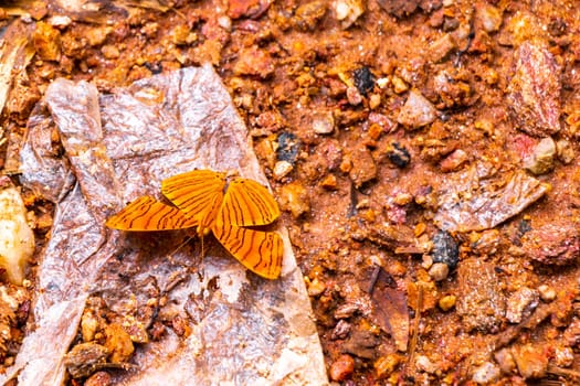 Tropical orange butterflies butterfly insect insects on the ground and rock stones in Chiang Mai Amphoe Mueang Chiang Mai Thailand in Southeastasia Asia.