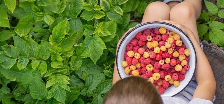 little boy eats raspberries on the background of the garden. Selective focus.
