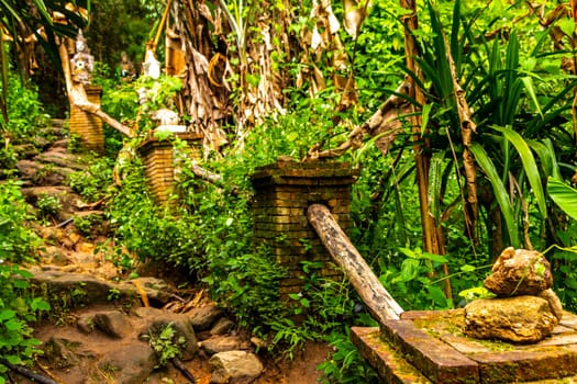 Tropical jungle and forest hiking trails through nature to the mountain peak in Chiang Mai Amphoe Mueang Chiang Mai Thailand in Southeastasia Asia.