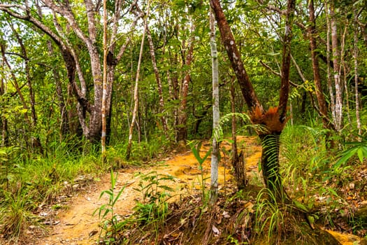 Tropical jungle and forest hiking trails through nature to the mountain peak in Chiang Mai Amphoe Mueang Chiang Mai Thailand in Southeastasia Asia.