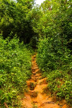 Tropical jungle and forest hiking trails through nature to the mountain peak in Chiang Mai Amphoe Mueang Chiang Mai Thailand in Southeastasia Asia.