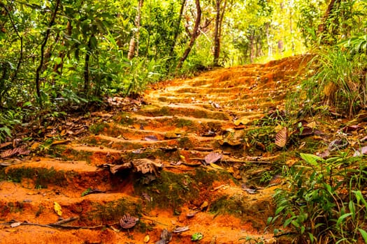 Tropical jungle and forest hiking trails through nature to the mountain peak in Chiang Mai Amphoe Mueang Chiang Mai Thailand in Southeastasia Asia.